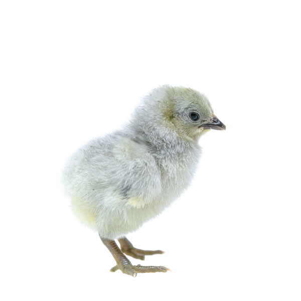 Bantams