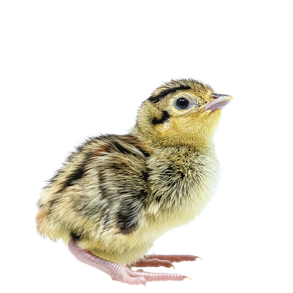 Pheasants