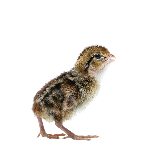 Quail