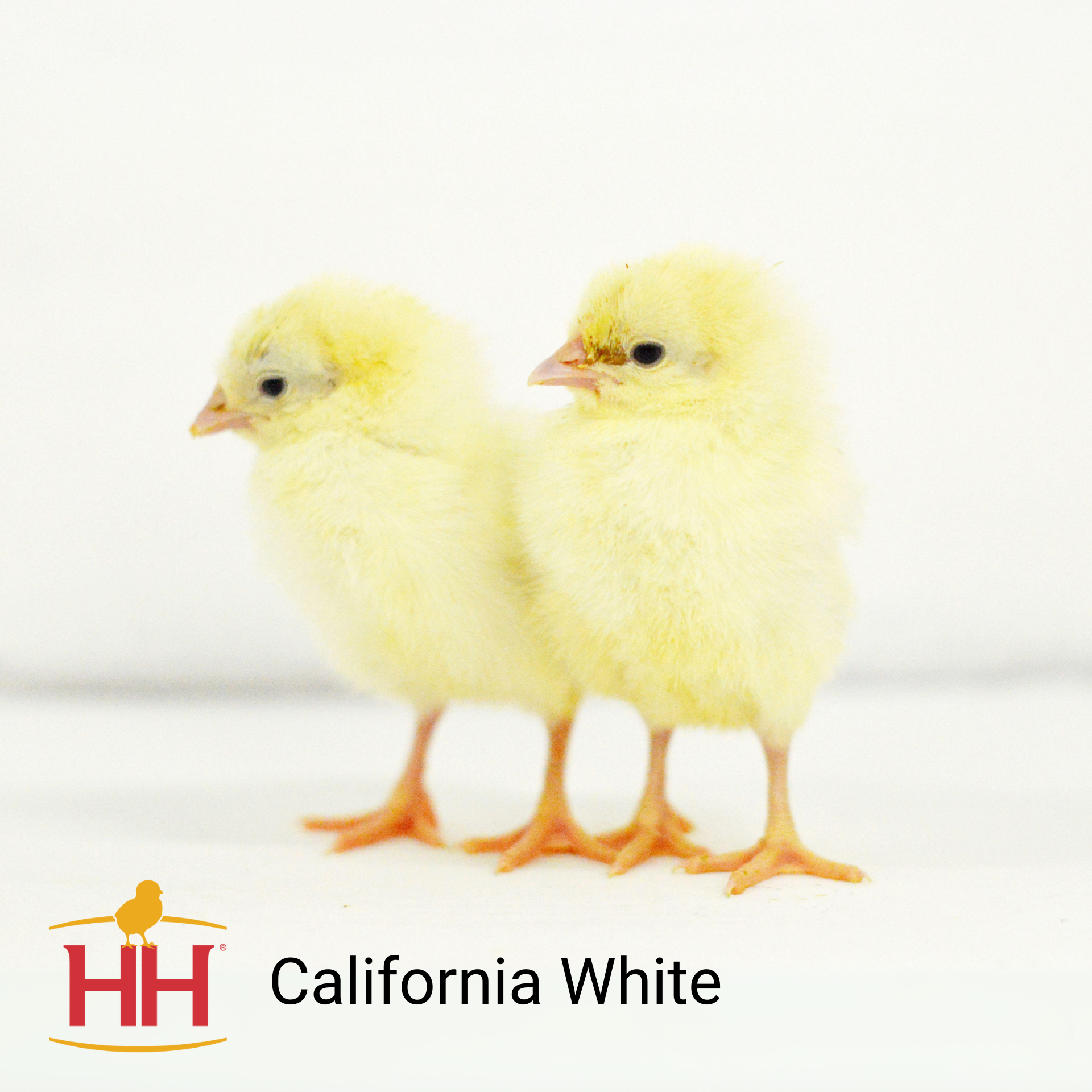 California White | Hoover's Hatchery