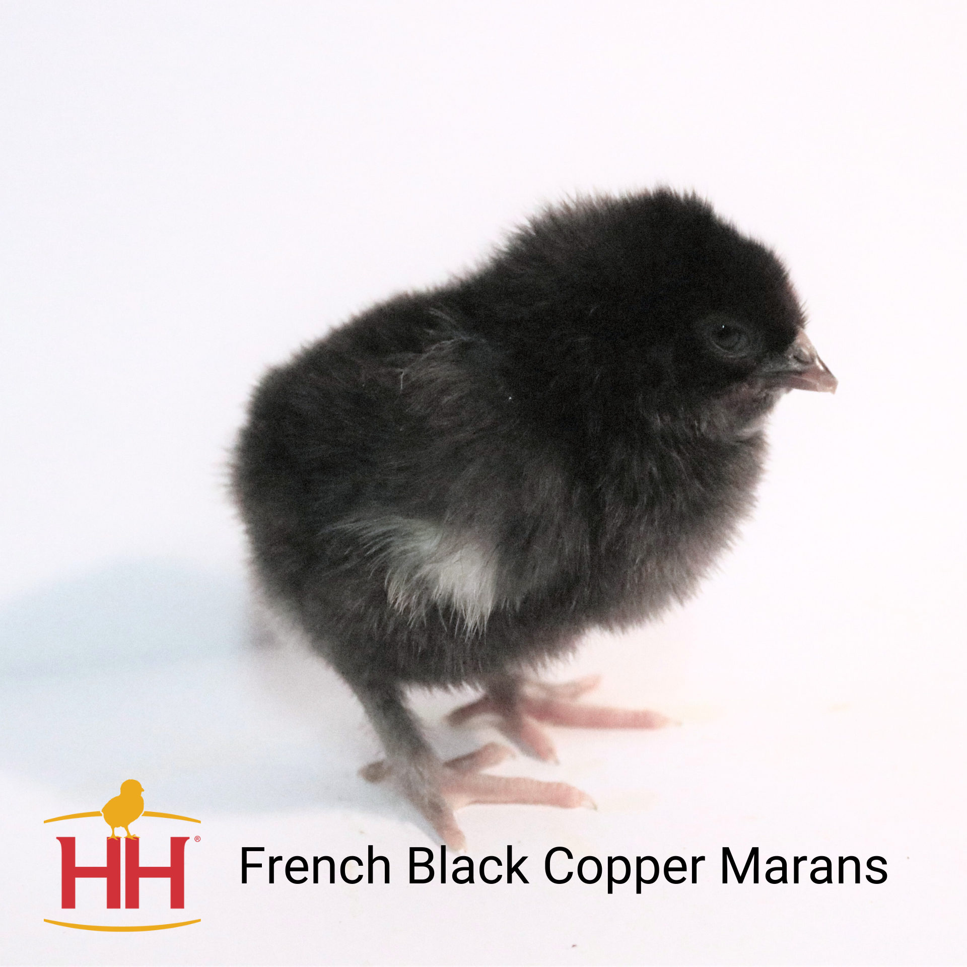 French Black Copper Marans | Hoover's Hatchery