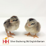 Picture of Silver Duckwing Old English Bantam- Straight Run