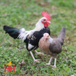 Picture of Silver Duckwing Old English Bantam- Straight Run