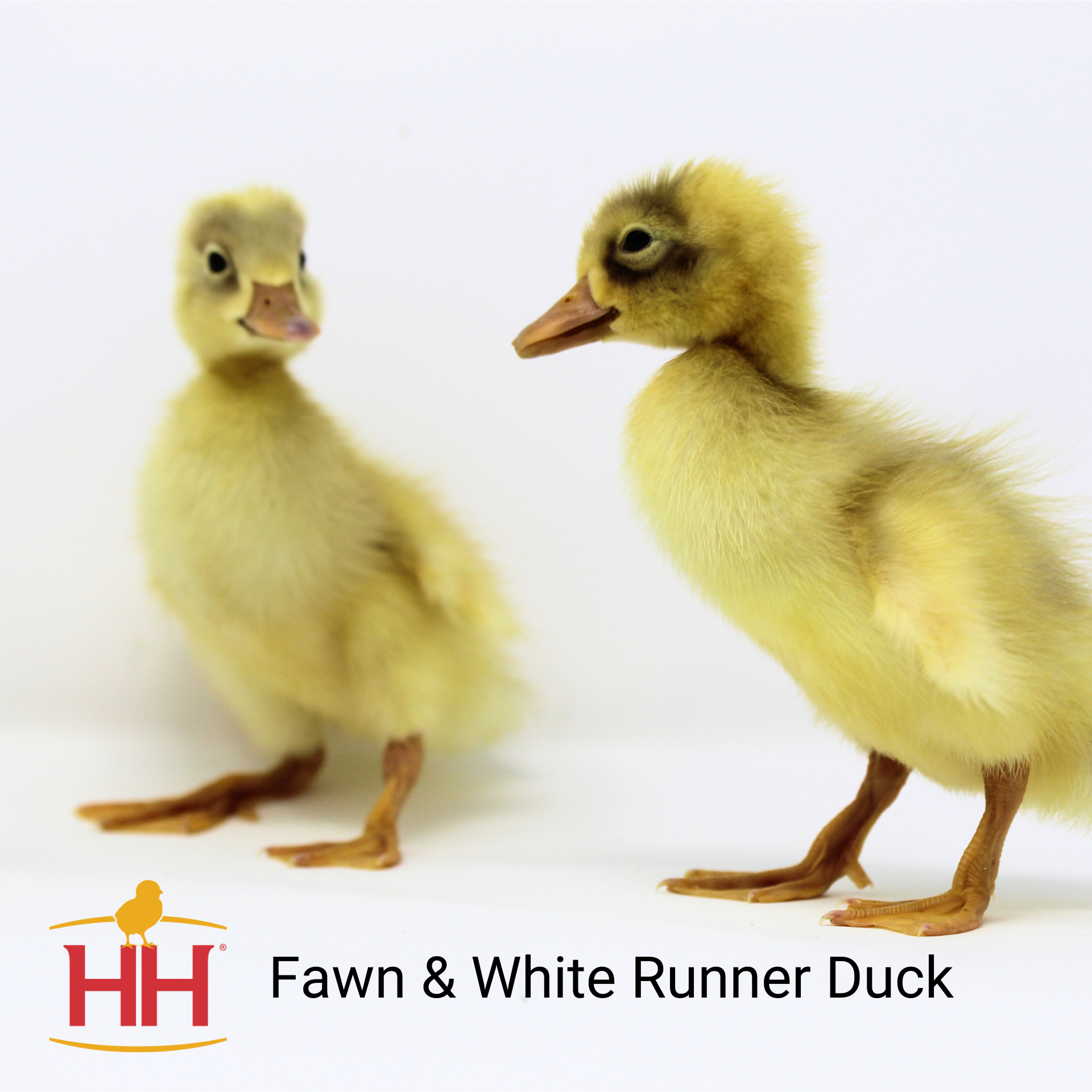 Fawn and White Runner Duck- Straight Run | Hoover's Hatchery