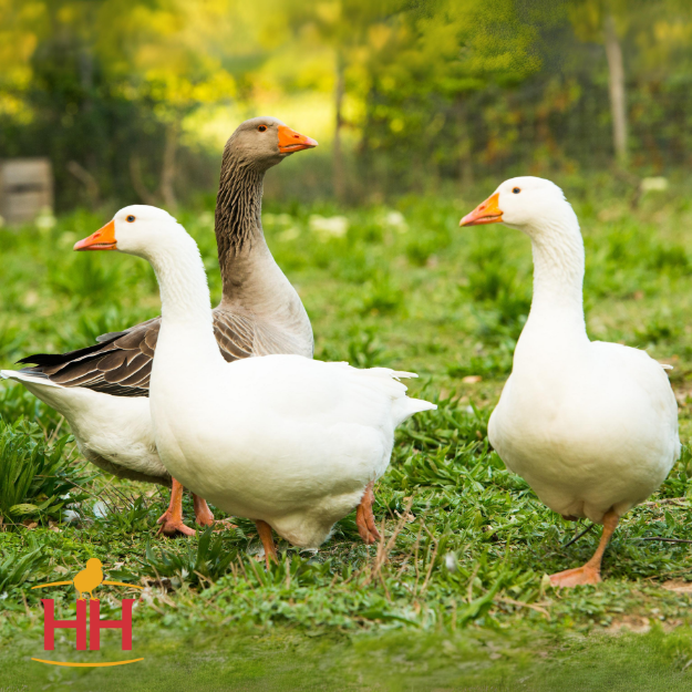 Picture of Hatchery Choice Geese- Straight Run