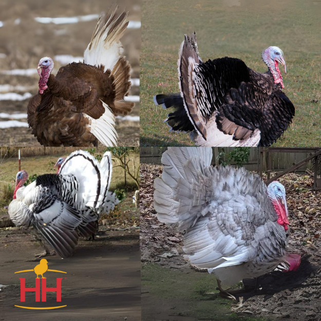 Picture of ATRS Heritage Turkey Variety Pack (S)