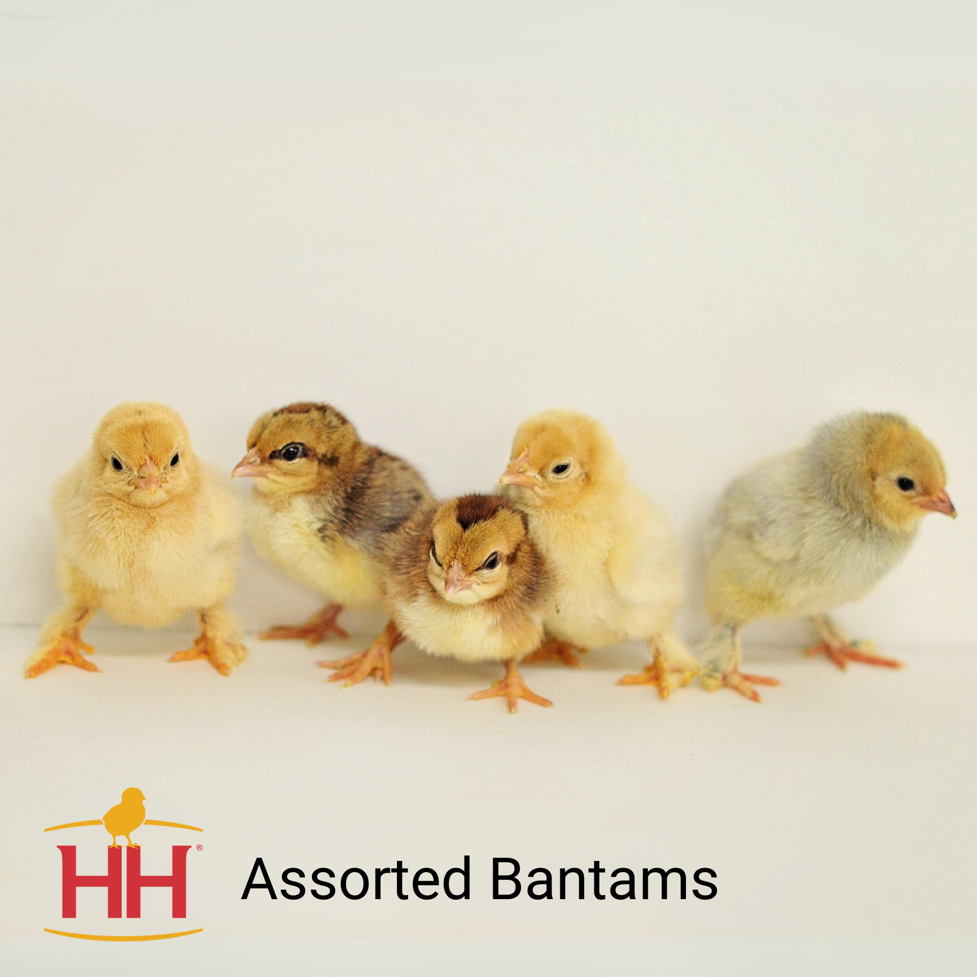 Assorted Bantams- Straight Run | Hoover's Hatchery
