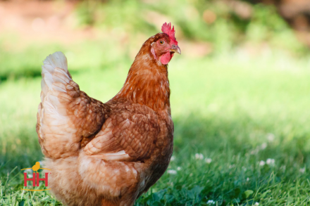 Picture of ISA Brown