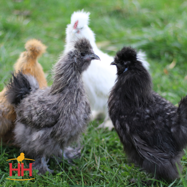 Picture of Assorted Silkie Bantams