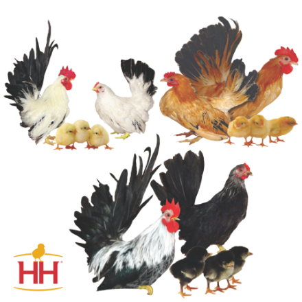 Picture of Assorted Japanese Bantams
