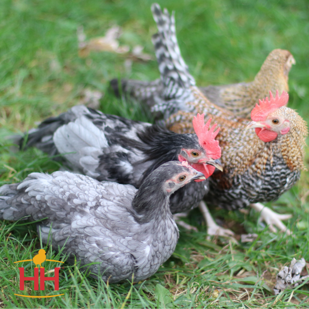 Picture of Assorted Old English Bantams