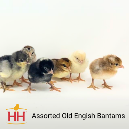 Picture of Assorted Old English Bantams