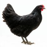 Picture of Black Jersey Giant