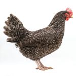 Picture of Cuckoo Marans