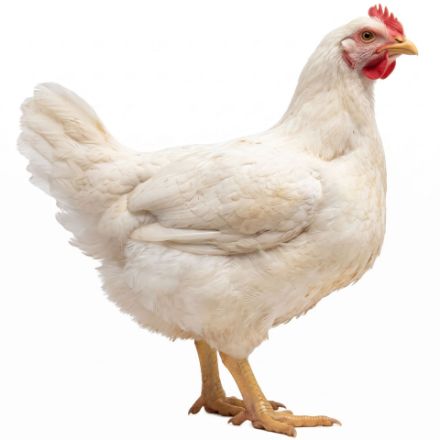 Picture of Cornish Cross Broiler