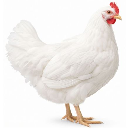 Picture of Cornish Game Hen