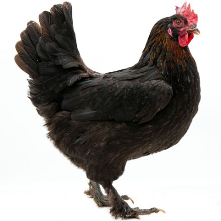 Picture of French Black Copper Marans