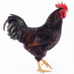 Picture of Barnevelder