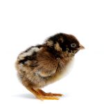 Picture of Barnevelder