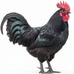 Picture of Black Jersey Giant