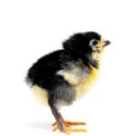 Picture of Black Jersey Giant