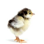 Picture of Chocolate Orpington