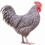Picture of Cuckoo Marans