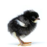 Picture of Cuckoo Marans