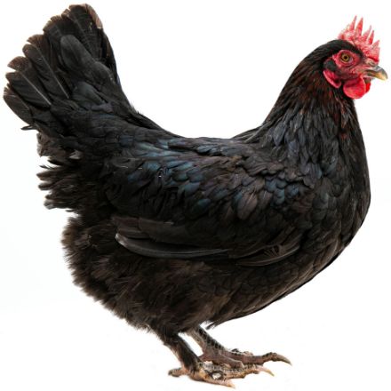 Picture of Midnight Majesty Marans