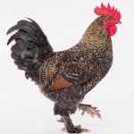 Picture of Midnight Majesty Marans