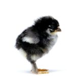 Picture of Midnight Majesty Marans