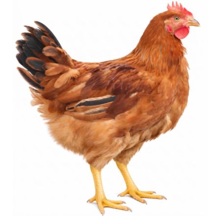 Picture of Rudd Ranger