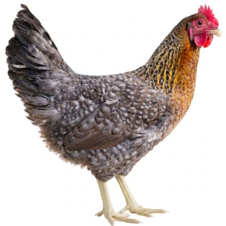 Picture of Welbar
