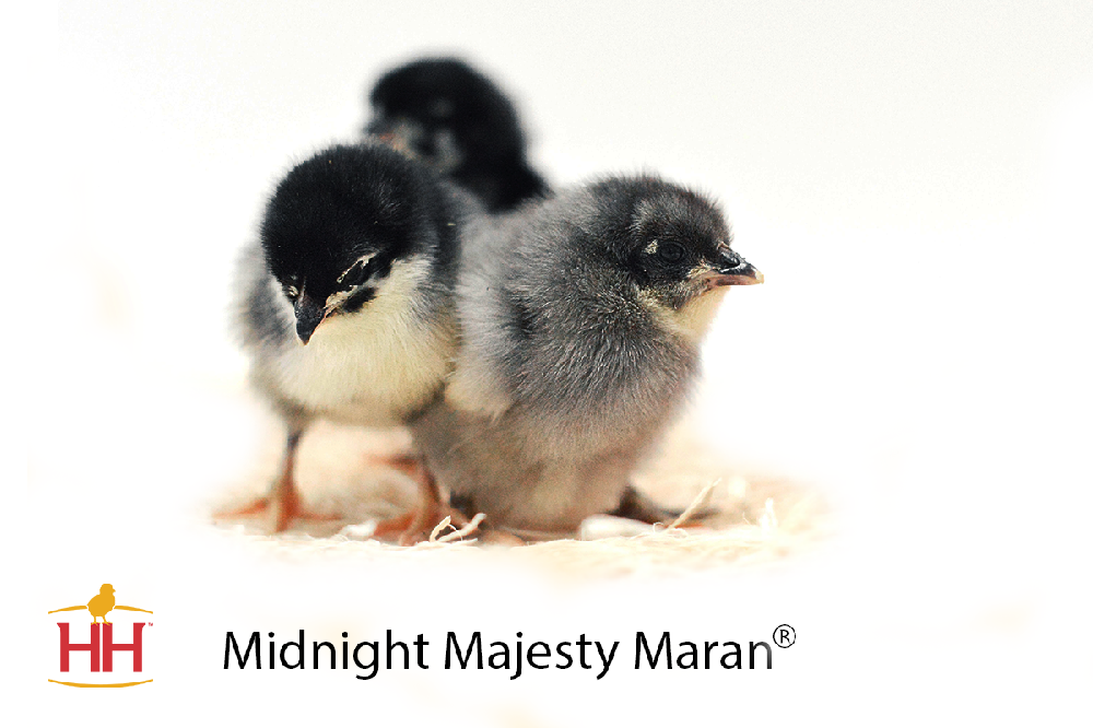 Identify My Chick | Hoover's Hatchery